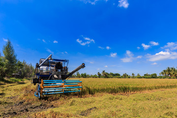 Obraz premium Combine harvester in rice field
