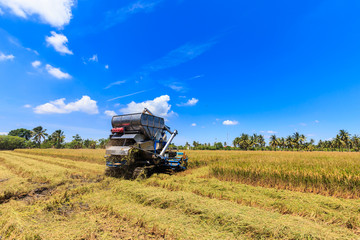 Fototapeta premium Combine harvester in rice field