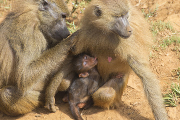 Baboon (Papio) baby sucking the nipple of his mother.