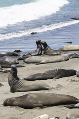 Robben, See-Elefanten (Mirounga), Big Sur, California State Route 1, Highway No 1, Pacific Coast Highway, Cabrillo Highway, Shoreline Highway, California, USA