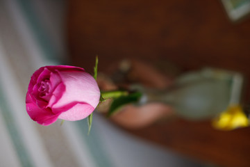 Fototapeta premium A closeup of rose bud standing in a vase on the wooden table