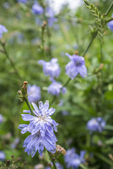 Raindrops on a blue flower of chicory, which is used as a medical herb fly sits on top, around a green meadow with grass