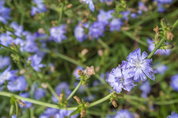 Raindrops on a blue flower of chicory, which is used as a medical herb, around a green meadow with grass