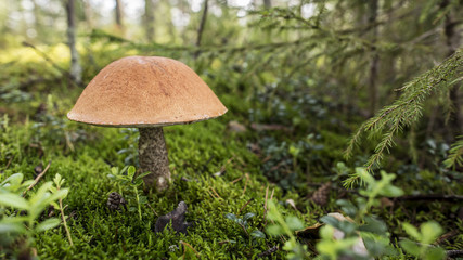 Edible mushrooms (Boletus red) with an orange hat in the moss among firs in a forest
