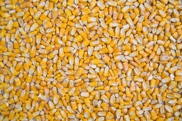 Flat lay of corn kernels