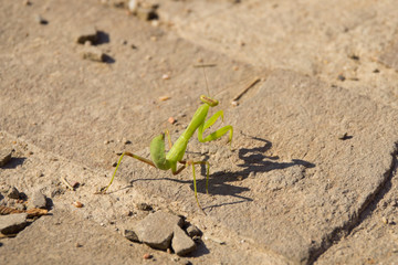 Green mantis on bricks