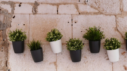 Fototapeta na wymiar Beautiful green plant wall