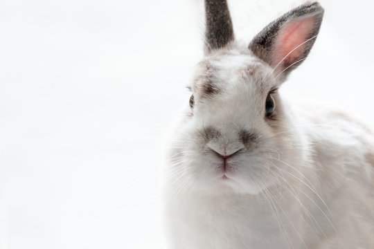 Close up of Cute Netherland Dwarf Rabbit , high key