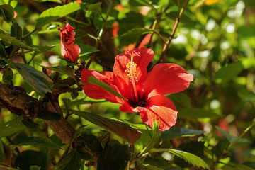 Red hibiscus with bee on green background, selective focus