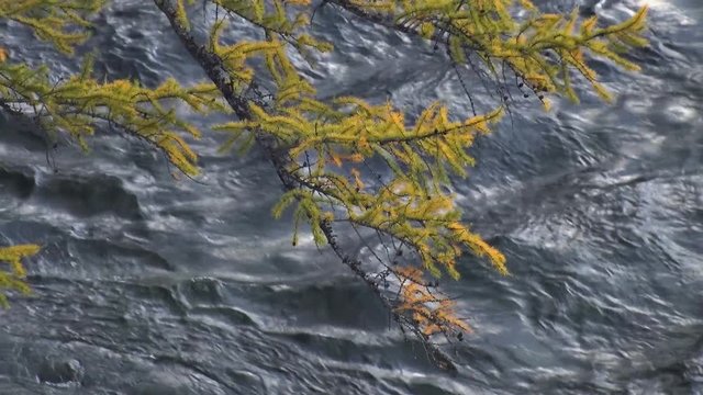 Yellow Larch Branch. Larch branch with yellow pine needles swaying in the background of the rapid flow of water. The view from the top
