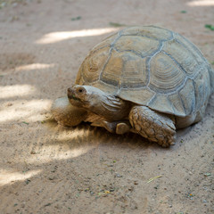 Giant tortoises in Oasis Park on Fuerteventura, Canary Island