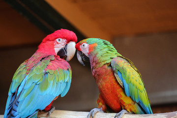 Colorful couple macaws sitting on log.