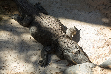 a dangerous big aligator in Oasis Park on Fuerteventura , Canary Islands