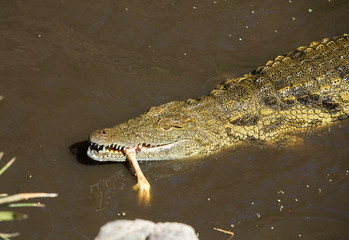 a dangerous Crocodile in Oasis Park on Fuerteventura , Canary Island