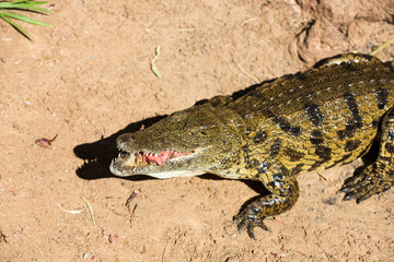 a dangerous Crocodile in Oasis Park on Fuerteventura , Canary Island