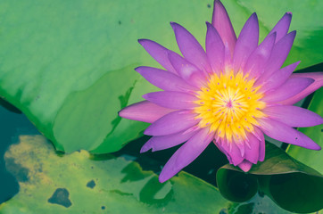Beautiful lotus flower blooming from the water in the pool.