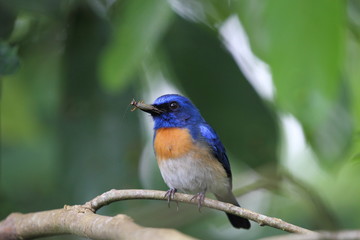 Obraz premium Male Malaysian Blue Flycatcher (Cyornis turcosus) with Prey