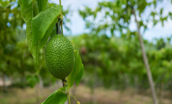 Gac fruit, Baby Jackfruit, Sweet Grourd or Cochinchin Gourd