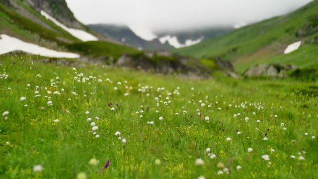 Flowers at green hill in High Snowy Mountains with Clouds. Kavkaz region