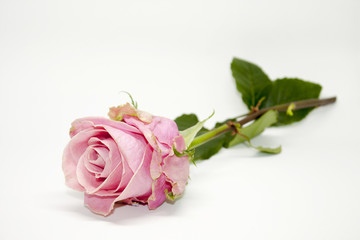 Fototapeta premium Pink Rose. Nature Beauty