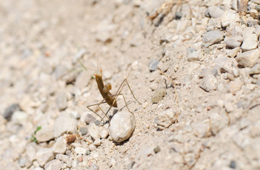 Mantide religiosa