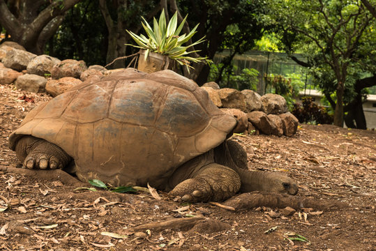 turtle rest in Mauritius. turtle walks in Mauritius