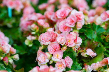 Begonia flowers in the garden
