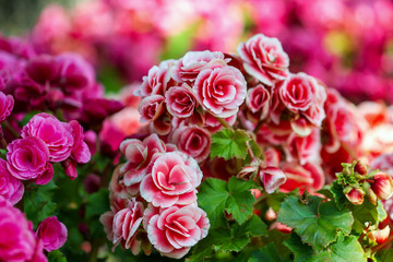 Begonia flowers in the garden