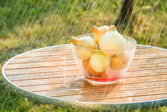 Летний дождь и репчатый лук