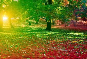 autumn park with sun light