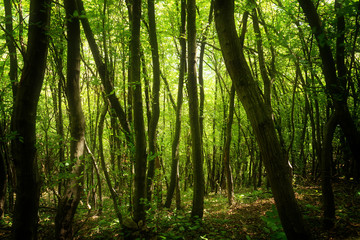 Fototapeta na wymiar The fantasy forest, Bulgaria