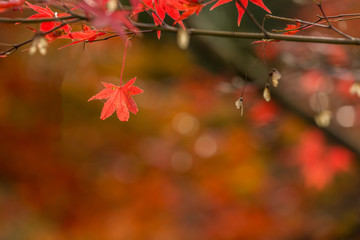 autumn background