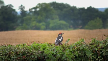 lesser spotted woodpecker sitting on a hedge - Staffordshire, England: August 2016