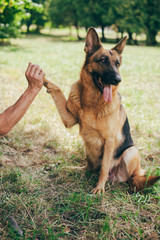 German shepherd dog giving a paw