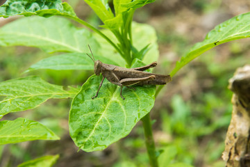 cricket grasshopper