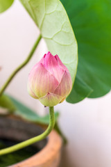 This beautiful waterlily or lotus flower in a pot