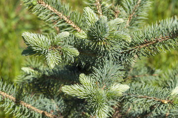 Young branch of the blue spruce