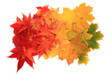 autumn leaves isolated on white background