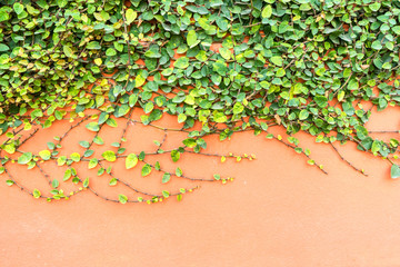 Mexican daisy (Coatbuttons) background on orange concrete © Photon