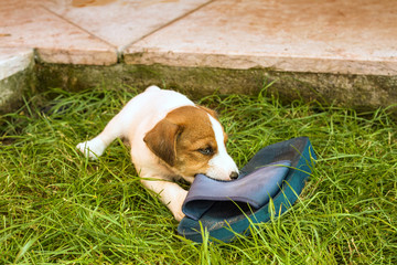 Cucciolo di cane che gioca © Katyefamy