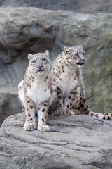 Snow Leopards