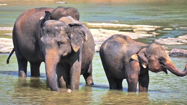 Baby elephant with family in national park of Sri Lanka. Wild animals safari