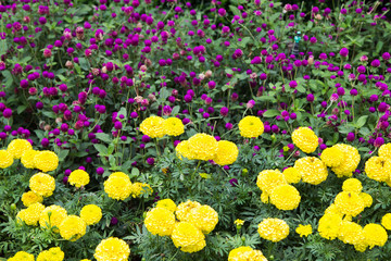Fototapeta premium marigolds flowers 