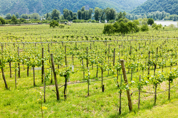 Fototapeta premium Vineyards and Danube river in old town of Durnstein in Wachau valley, Lower Austria