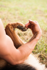 Human and dog make heart shape with his hands and paw