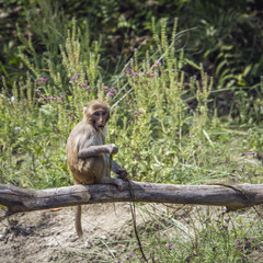 Rhesus Macaque in Bardia national park, Nepal