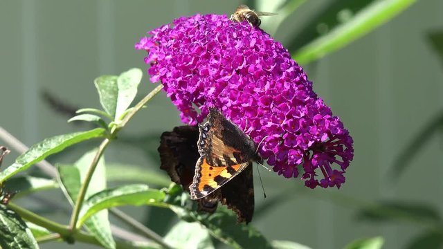 butterflies and bee on purple  Flower