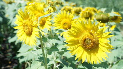 Желтые подсолнухи обращаются к теплому солнцу.