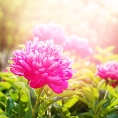 Peonies Fuchsia Colour Summer Green Garden Light