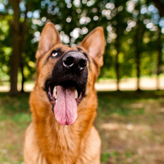 German Shepherd.